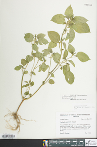 Acalypha ostryifolia image