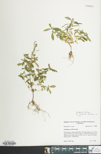 Acalypha gracilens image