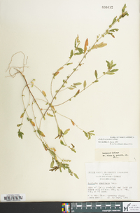 Acalypha gracilens image