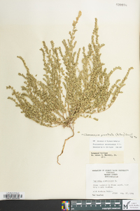 Euphorbia prostrata image