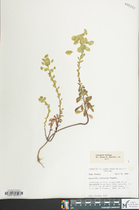 Euphorbia commutata image
