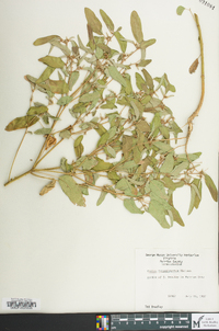 Croton monanthogynus image