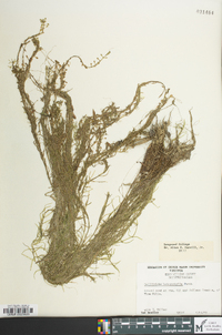 Callitriche heterophylla image