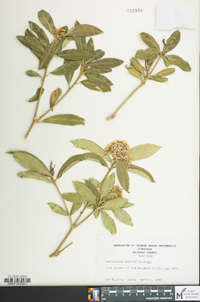 Sarcococca ruscifolia image