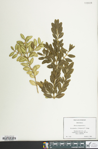 Buxus sempervirens image