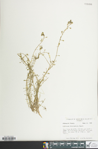 Callitriche heterophylla image