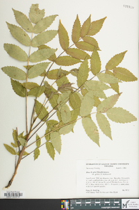 Image of Rhus x ashei