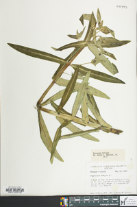 Euphorbia lathyris image