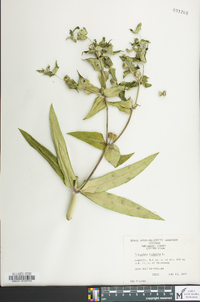 Euphorbia lathyris image