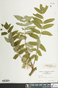 Rhus typhina image