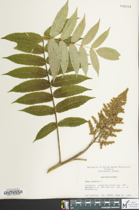 Rhus typhina image