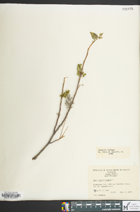 Toxicodendron pubescens image