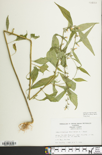 Campanulastrum americanum image