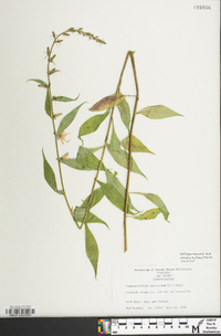 Campanulastrum americanum image