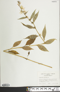 Campanulastrum americanum image