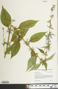 Campanulastrum americanum image