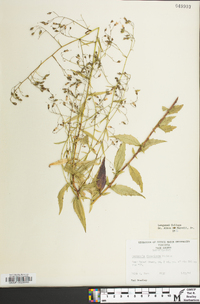 Campanula divaricata image