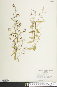 Campanula divaricata image