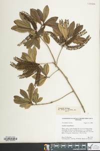 Cyrilla racemiflora image