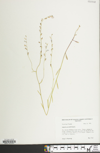 Lobelia nuttallii image