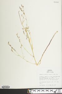 Lobelia nuttallii image