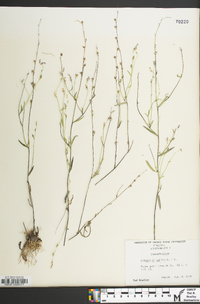 Lobelia nuttallii image