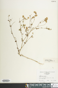 Trifolium arvense image