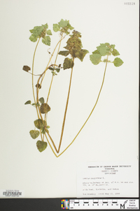 Lamium purpureum image