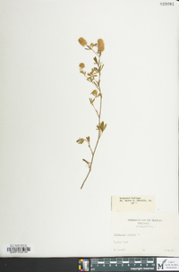 Trifolium arvense image