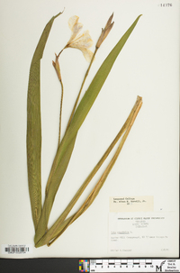 Iris virginica image