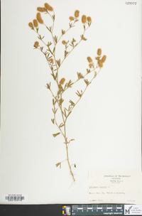 Trifolium arvense image