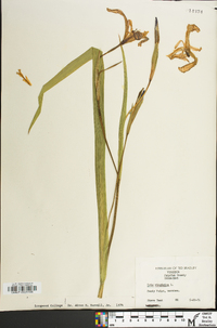 Iris virginica image