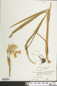 Iris virginica image