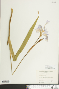 Iris virginica image