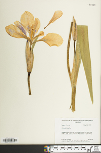 Iris virginica image