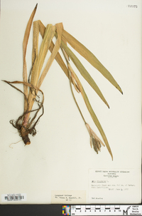 Iris virginica image