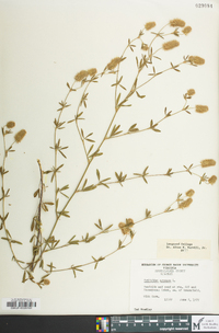 Trifolium arvense image