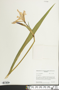 Iris virginica image