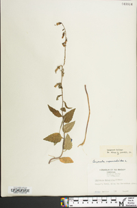 Campanula rapunculoides image