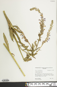 Lobelia elongata image