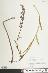 Lobelia elongata image