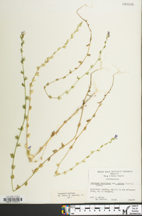 Triodanis perfoliata var. biflora image