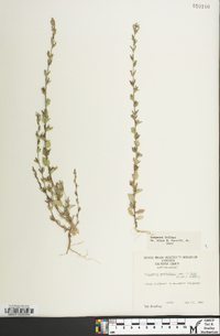 Triodanis perfoliata var. biflora image