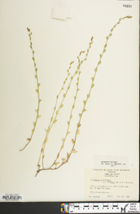 Triodanis perfoliata var. biflora image