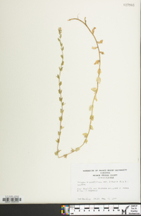 Triodanis perfoliata var. biflora image