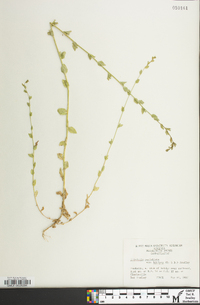 Triodanis perfoliata var. biflora image