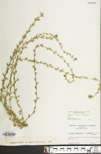 Triodanis perfoliata var. biflora image