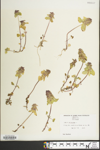 Lamium purpureum image