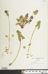 Lamium purpureum image