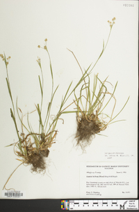 Luzula bulbosa image